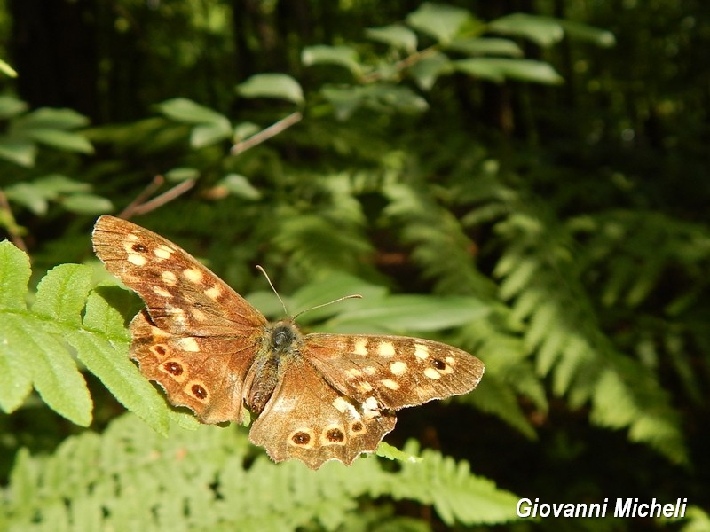 Alla ricerca del Satyrium pruni